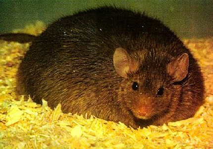 Ratón Engordado con Insulina Ratón Engordado con Insulina